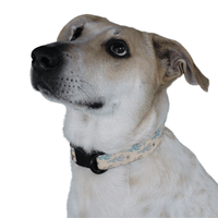 high quality cactus pattern dog collar on white dog