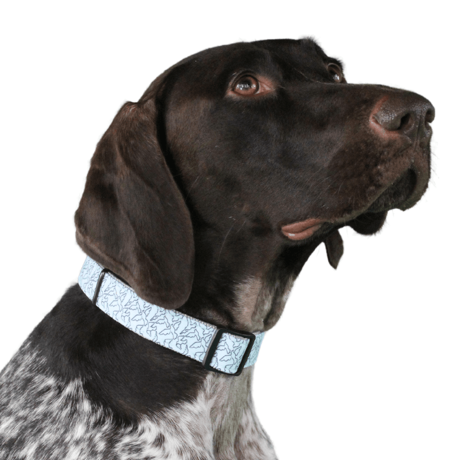 german shorthaired pointer wearing a blue collar with a bird pattern