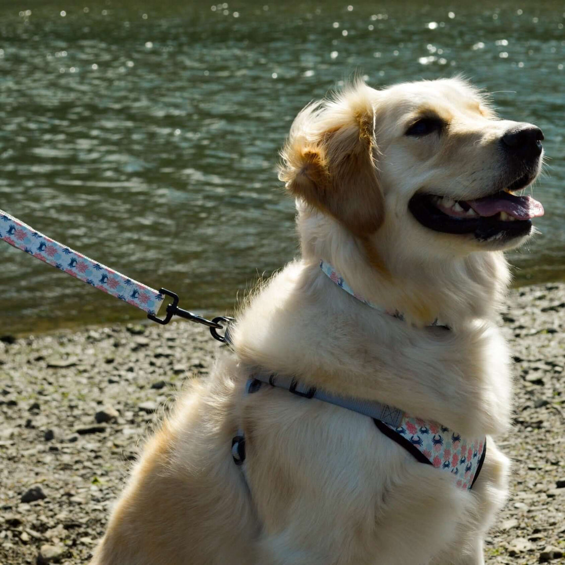 a large breed dog on the beach wearing a ocean patterned double handle leash and collar and harness